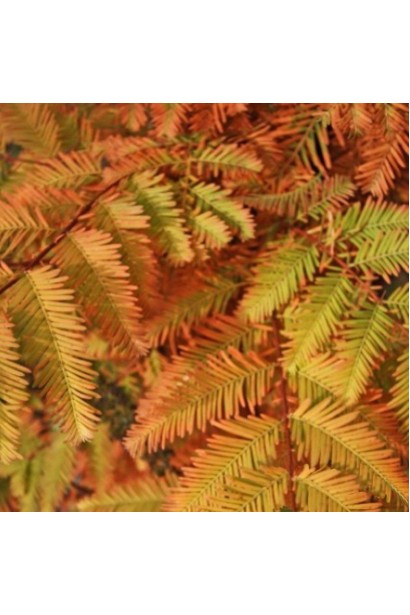 Хвоя Метасеквоя Олл Бронзе